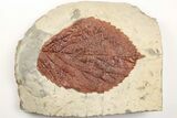 Fossil Leaf (Beringiaphyllum) - Montana #203555-1